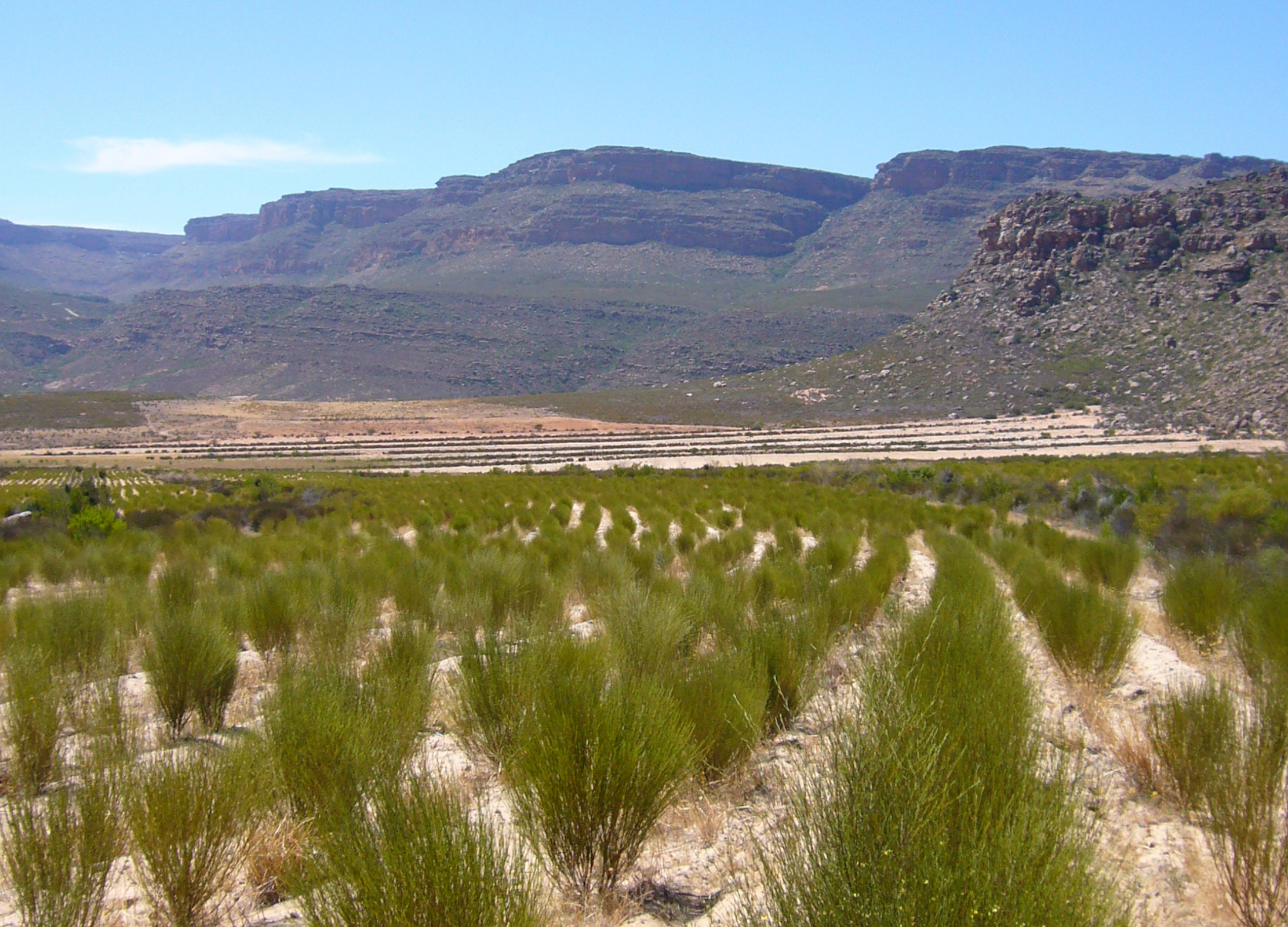 Grüner Rooibos