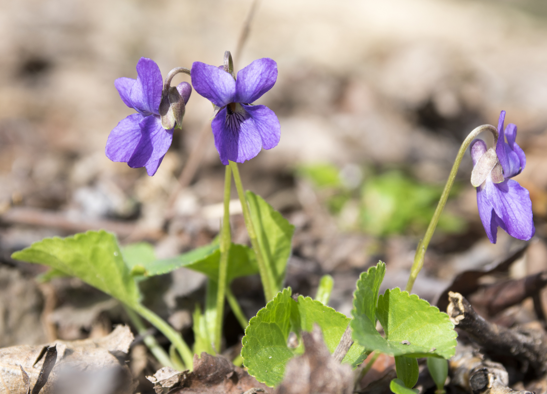 Veilchen (Viola odorata)