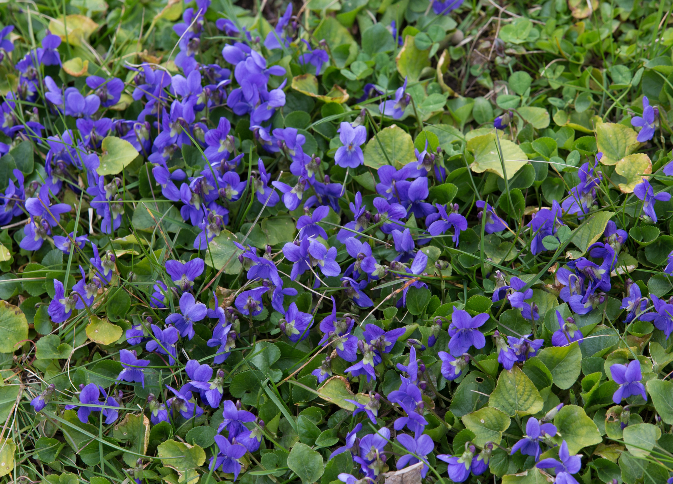 Veilchen (Viola odorata)