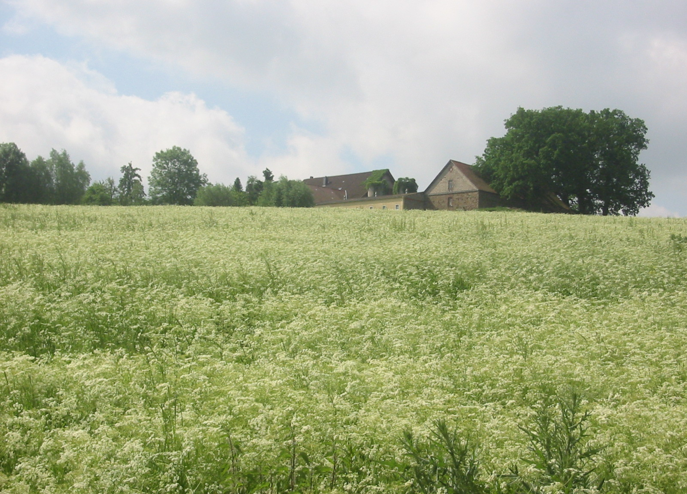 Fenchel