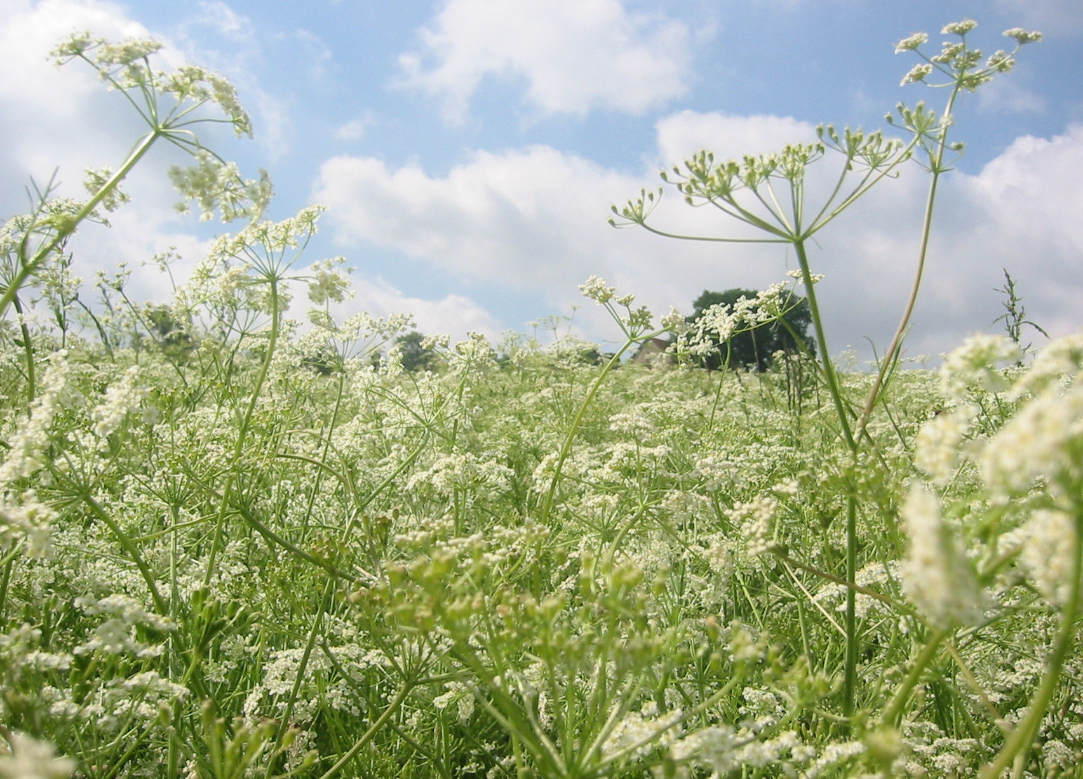 Süßfenchel